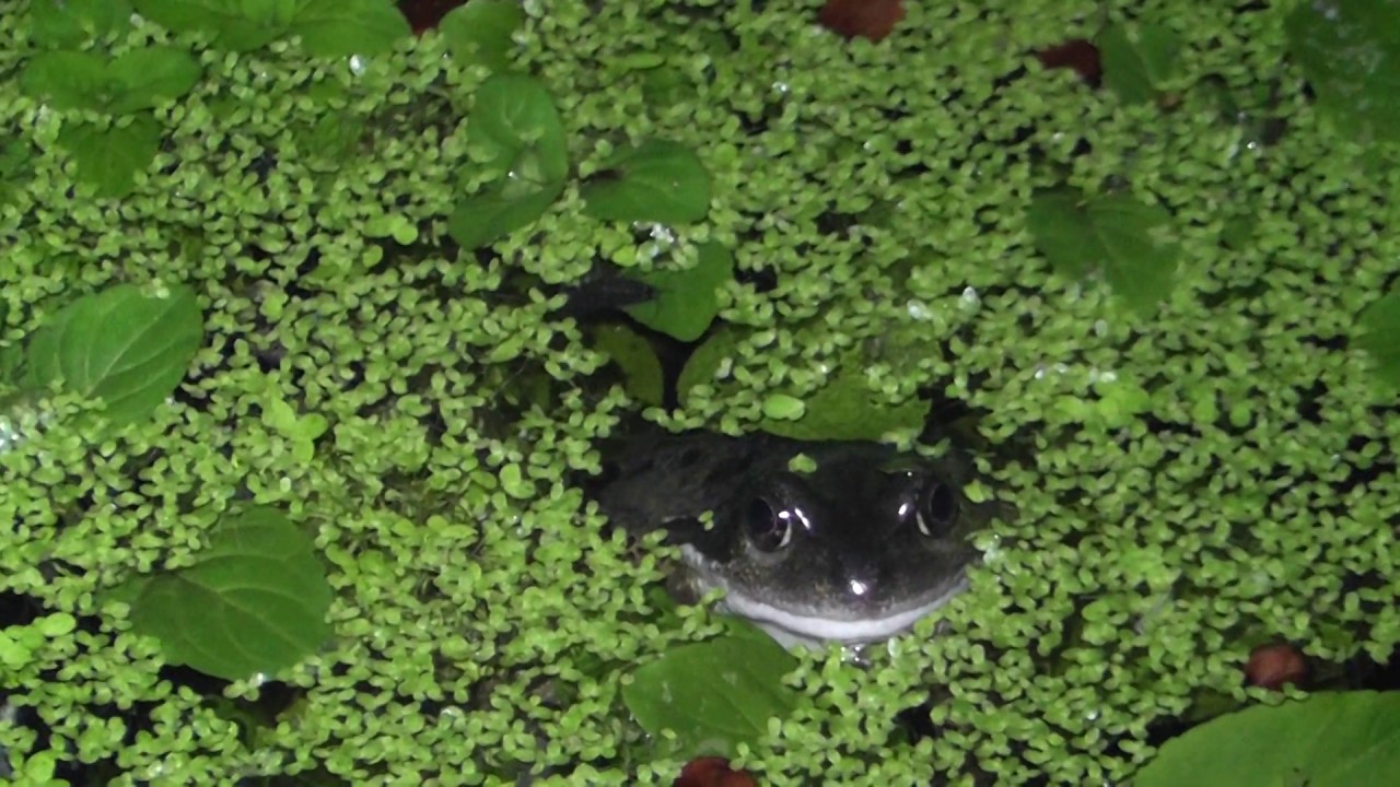 share Common Frog in winter Pond Cambridge UK 17dec19 901p YouTube