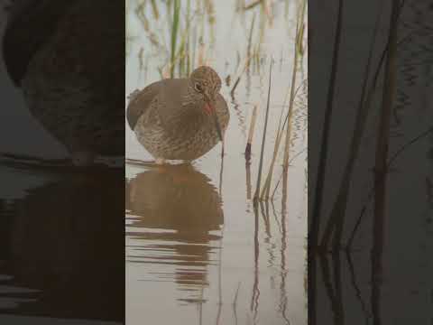 A delightful Redshank calmly searches for food