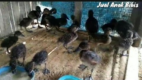 Anak burung belibis jinak