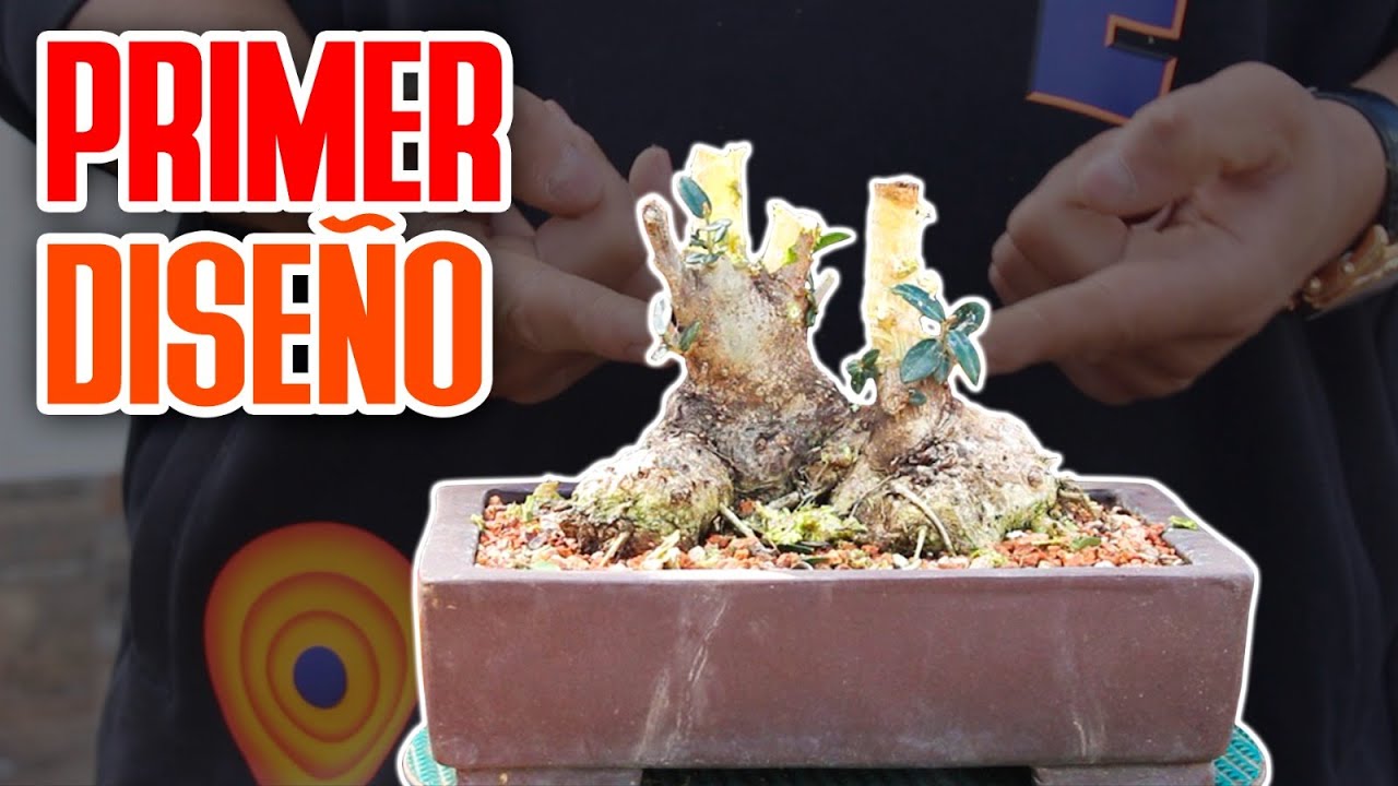 Primer diseño acebuche