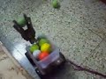 Ball picking robot