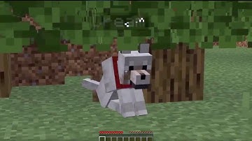 Dream The Dog Under A Log