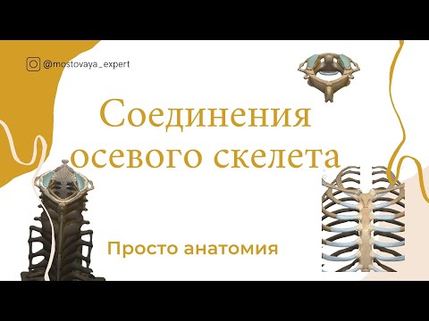 Соединения костей осевого скелета