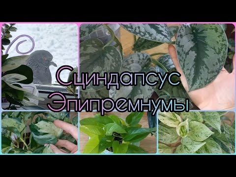 ОБЗОР и УХОД🌱Сциндапсус🌸Эпипремнумы🌱Сходства и отличия🌸Марбл Квин🌱Экзотика🌸Неон🌱Марбл Эппл🌸Хэппи лив