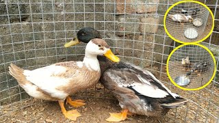 Ducks feeding and watering in cage || in telugu