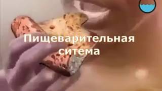 Пищеварительная система (пищеварение)