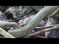 Pseustes poecilonotus | Serpiente pajarera