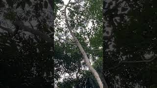 Monkey jumping in the treetops of Yucatan jungle