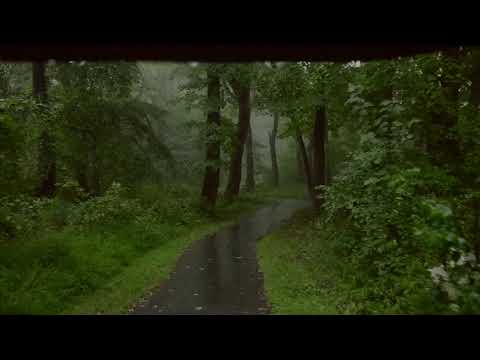 Uyku ve Rahatlama için Yağmurda Rahatlatıcı Yürüyüş, Şemsiye ve Doğa Sesleri | 4K