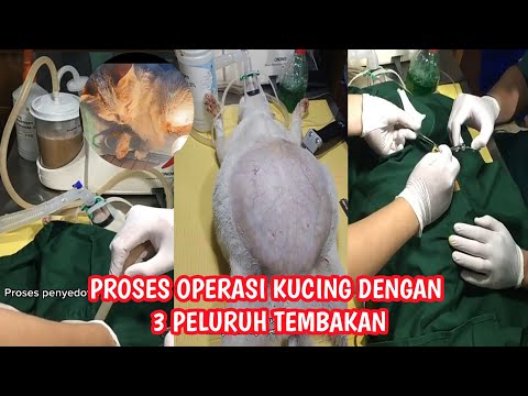 [ Part 2 ] proses OPERASI si kucing dengan perut Bengkak