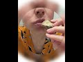 Clay Turkistan Crunches #asmr #crunchynoises #asmrtriggers #asmrvideos