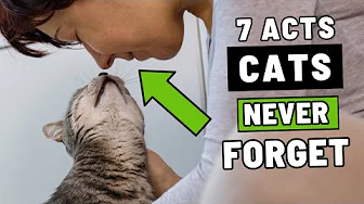 The 7 Acts of Love Your Cat Hopes to Receive From You
