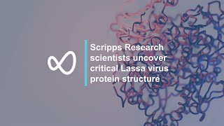 Scripps Research scientists uncover critical Lassa virus protein structure