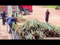 Scorching Sun & 50 Tons of Bamboo: A Day of Industrial Labor