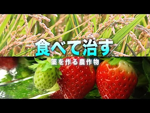 [ScienceNews2015]食べて治す　薬をつくる農作物（2015年9月2日配信）