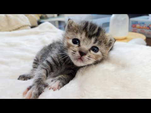 ふてねこchannelご乱心 - YouTube