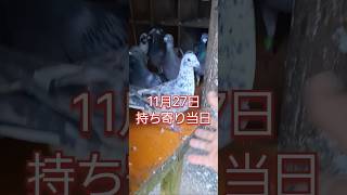 この日がやって来ました。