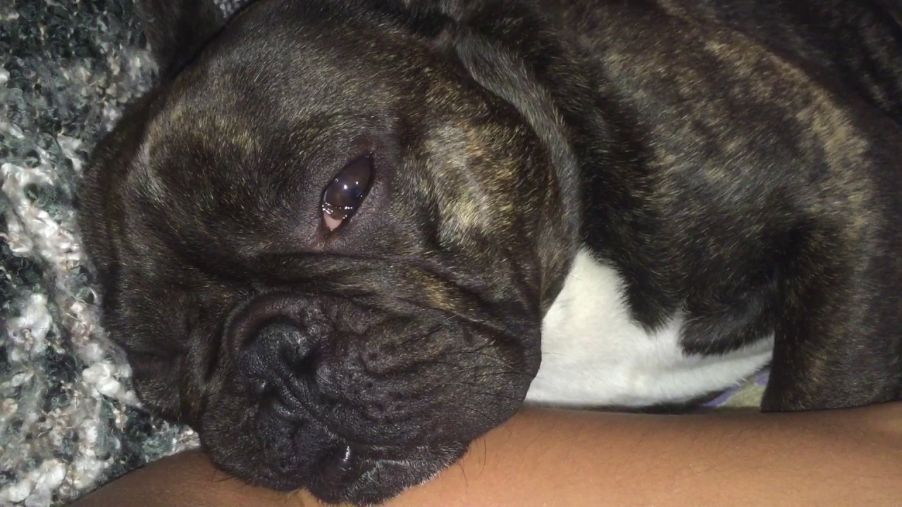 Trying to watch tv with a French bulldog