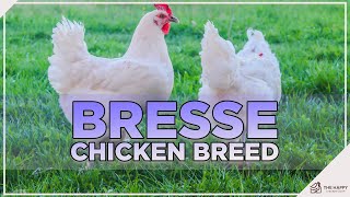 The Queen of Chickens! All About Bresse Chickens