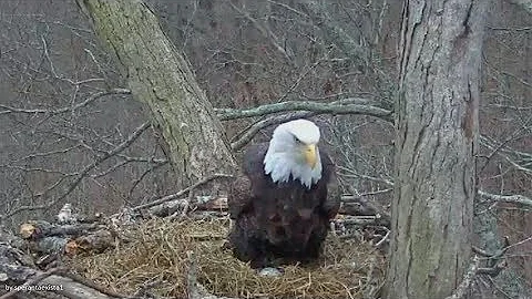 DHEC Dale Hollow Eagles ~ Incubating Two Eggs ~ 1.27.18