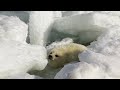 Mignon nouveaun seal pup sur glace en regardant la camra