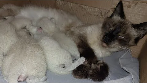 Video 11335211: siamese cat kitten, siamese mom cat, feeding siamese