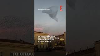 O μαγικός «χορός» των ψαρονιών #shortsvideo #shorts #starlings #sardinia