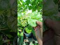 #гибискус #комнатныерастения #ботан #роза