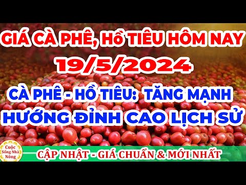 Giá cà phê hôm nay ngày 19/5/2024 