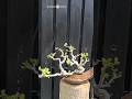 A rarely seen bougainvillea bonsai style #bonsai #bonsaitree #bonsaiart