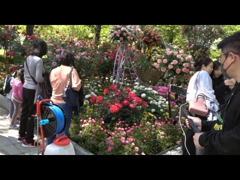 아름다운 형형색색 장미정원 고양국제꽃박람회 현장이곳 유신쇼 [20230501]