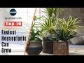 Top 10 Easiest Houseplants You Can Grow