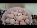 Поставщик Авиаген отправил некачественное инкубационое яйцо индюка Ужасный апрельский вывод индюшат