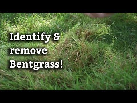 Video: Gebogen gras dun - een goede optie voor gazons