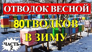 видео: ОДИН ОТВОДОК С ЗИМЫ И ВОСЕМЬ ОТВОДКОВ В ЗИМУ/На пасеке Андрея Бодяна 2019 картинка: ОДИН ОТВОДОК С ЗИМЫ И ВОСЕМЬ ОТВОДКОВ В ЗИМУ/На пасеке Андрея Бодяна 2019