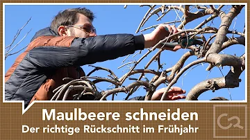 Wie schneidet man einen Maulbeerbaum zurück?