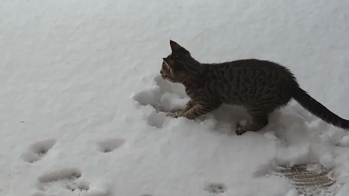 Cat intrigued by the snow