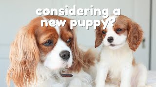 SHOULD YOU GET A SECOND DOG? Pros and Cons