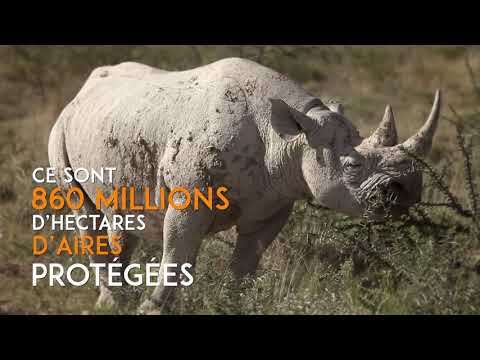 Vidéo: Qu'est-ce que l'environnementalisme mondial ?