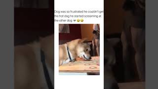 frustrated dog 🐶😂😂#shorts#funny