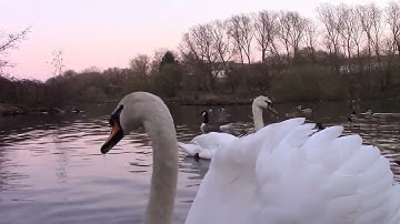 Pond No Copyright Video, Background, Green Screen, Motion Graphics, Animated Background