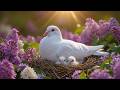 Soft Piano &amp; Spring Birdsong 🌸 Peaceful Nature Ambience for Deep Relaxation and Calm Mind ✨