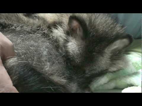 ポチと花火 Poc…