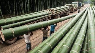 Top 12 Most Amazing Bamboo Species in the World