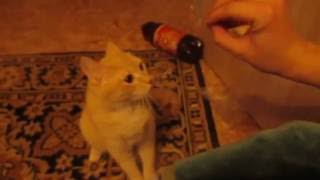 Кот ругается и бьет хозяина Кот ругается и бьет хозяина