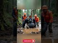 Big pregnant gorilla got stuck and muddy field and need help #humanity #gorilla #shorts #viral