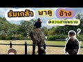 ร่มเกล้า | EP.20 พาดูช้าง@สามพราน