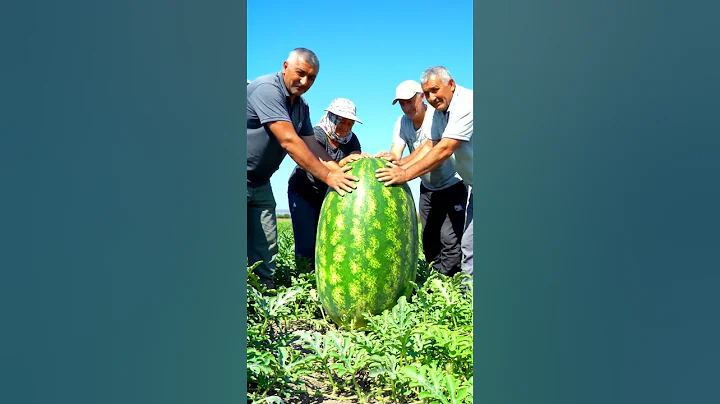Farmer Harvest Giant Watermelon 😲🍉 #farmer #shortsfeed #harvest #farming #natural #farm