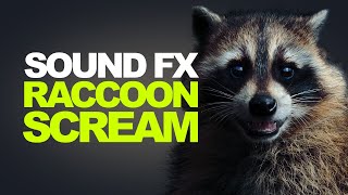 RACCOON SCREAM | Sound Effects [High Quality] by Sound Effects Pro 274,984 views 3 years ago 1 minute, 25 seconds