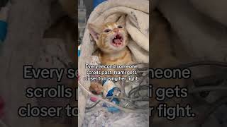 #foryuo #england #america #donate #dogfighter #germany